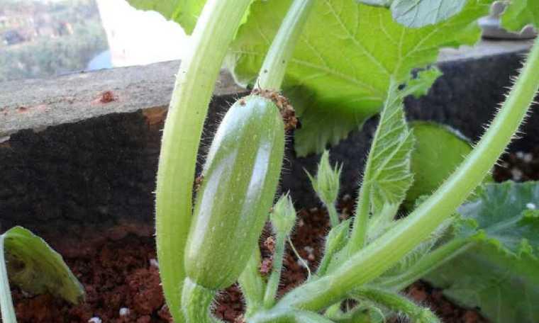 葫芦种植时间与生长周期的全面解析（掌握葫芦栽培技巧）