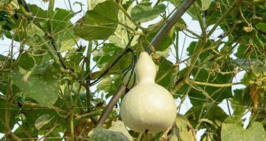 小葫芦种子的最佳种植时间是什么时候（掌握种植时间）