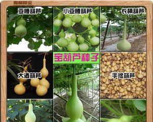 小葫芦种子的最佳种植时间是什么时候（掌握种植时间）