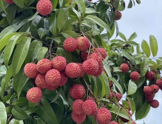 湖北种荔枝树能否结果（荔枝树生长环境、种植技巧、维护管理等详解）