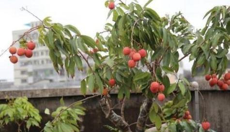 湖北种荔枝树能否结果（荔枝树生长环境、种植技巧、维护管理等详解）