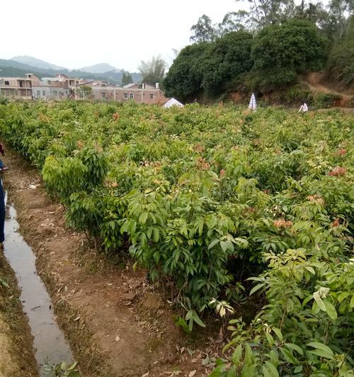 湖北种荔枝树能否结果（荔枝树生长环境、种植技巧、维护管理等详解）