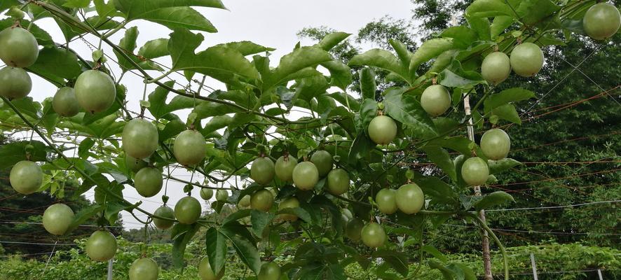 湖南百香果树种植指南（一起探究湖南百香果树种植的秘诀）