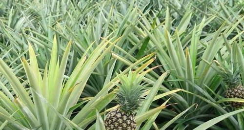 湖南菠萝种植的现状和前景（探究湖南菠萝种植的优势与不足）