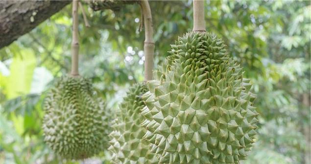 湖南种榴莲可行性分析（探寻湖南地区适合种植榴莲的条件与原因）