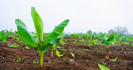 湖南可以种植香蕉树吗（探究湖南香蕉树种植情况与方法）