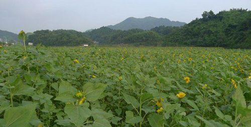 湖南向日葵种植（向日葵适合在湖南种植）