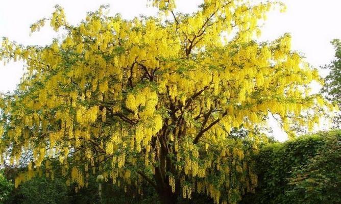 探寻湖州市树——桂花（香气四溢的城市之花）