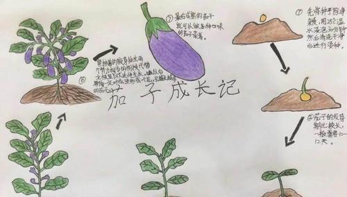 如何正确移植蝴蝶兰（移栽时间和方法详解）