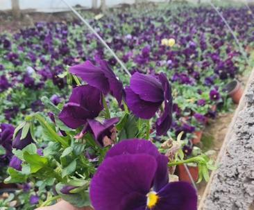 蝴蝶梅冬天也开花，惊艳了整个季节（一场白色花雨）