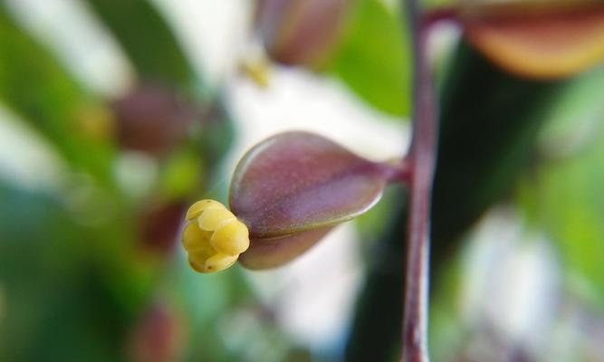 文竹开花（神秘的花开）