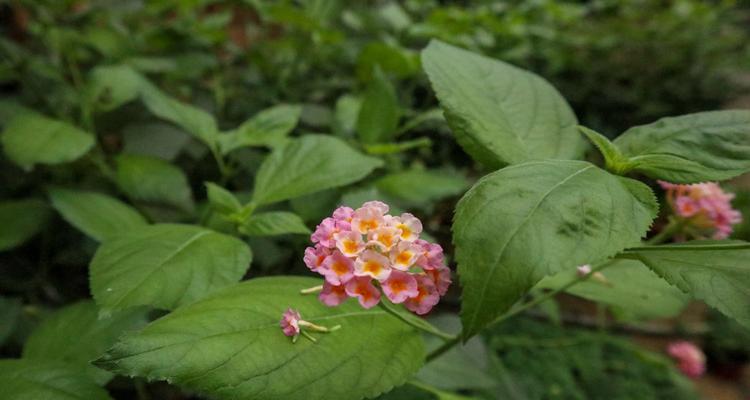 五色梅花语之美——花开寄托情感的五彩之盛（五色梅花语传递无尽情感）