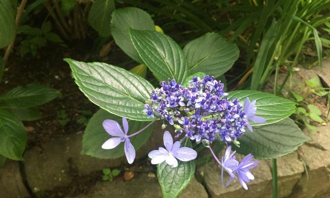 夕雾花（揭开夕雾花背后的神秘面纱）