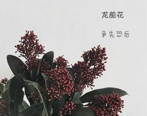 仙丹花（奇迹之花的美丽故事和心灵的启示）