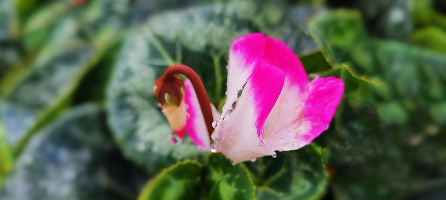 《以仙客来的花语及含义》（揭秘仙客来花的神秘语言）