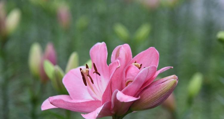 百合花——纯洁与优雅的象征（百合花的花语及寓意）