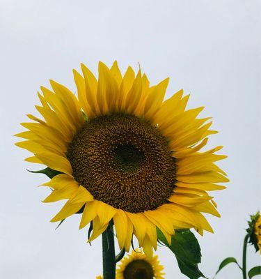 向日葵的花期——生命的坚持与希望（向日葵花期的象征意义及其在人生中的启示）