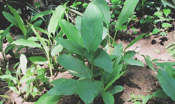 植物传承的象征意义（以植物为媒介）