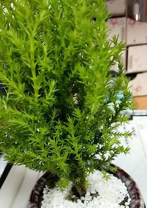 植物传承的象征意义（以植物为媒介）