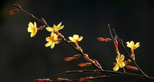 春天的花草植物盛宴（美丽春天的植物世界）