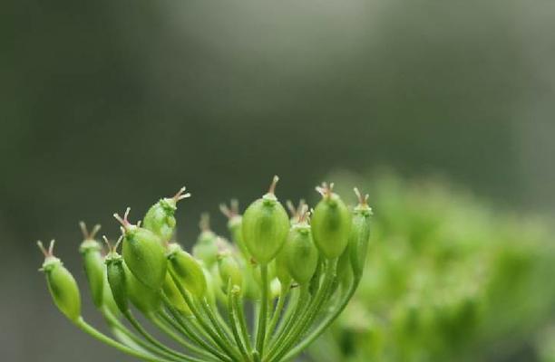 孤独之花——寂寞植物的象征意义（以植物为媒介）