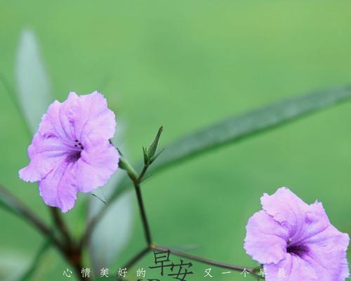 植物的希望之光（探索植物世界中的梦想与希望）