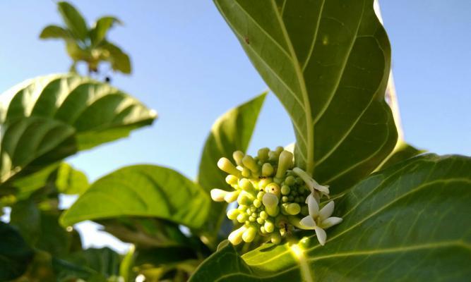 生生不息，植物永恒（探寻植物世界的生命奥秘）