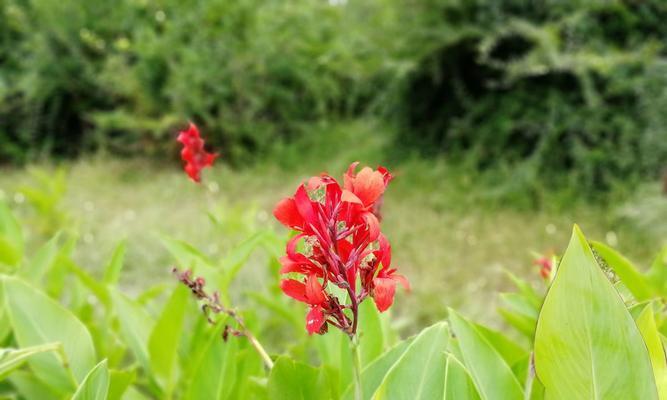 植物中的无私奉献（以象征无私奉献的植物为例）