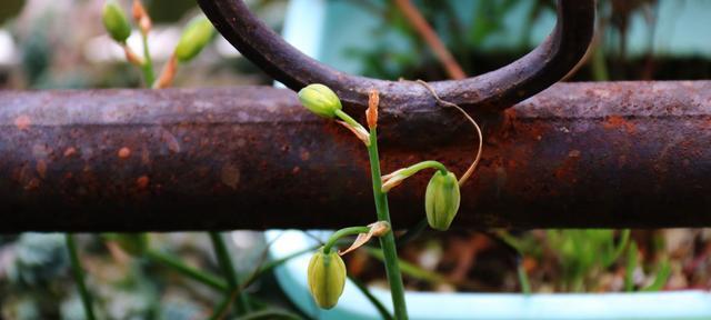 责任与担当（植物世界中的责任与担当）