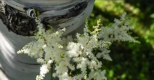 责任与担当（植物世界中的责任与担当）