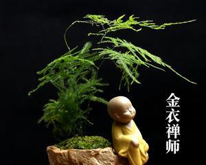 禅意花园（以象征禅意的植物为主题）