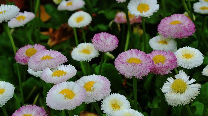 小雏菊（探寻小雏菊花语和代表意义）