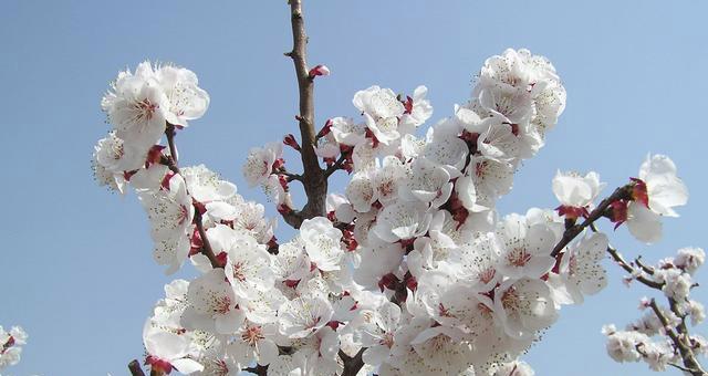 杏花花语（传递祝福的杏花花语和文化内涵）