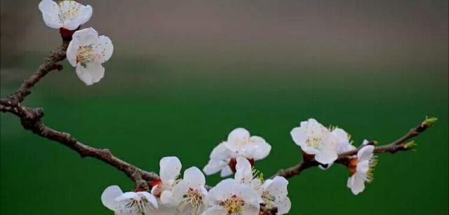 杏花花语（传递祝福的杏花花语和文化内涵）