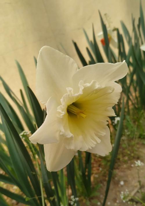 洋水仙花的花语与寓意（洋水仙花的美丽与神秘）