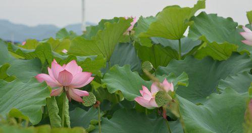 探寻叶底花的神秘含义（解读花叶相得益彰的奇妙联结）