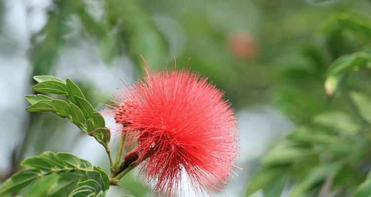 以夜合花的花语及传说——傍晚的守护者（神秘的花朵在暮色中绽放）