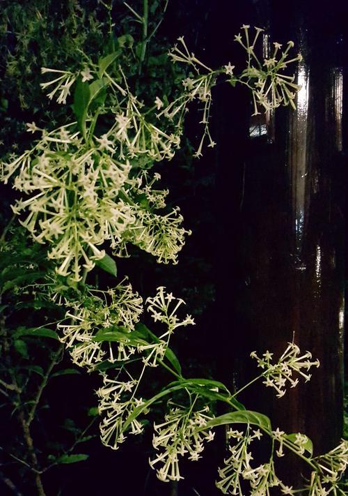 以夜来香的花语与传说（夜来香花语和传说的神秘之谜）