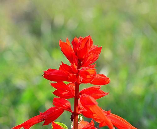 红花绽放的季节（揭秘红花的奥秘）