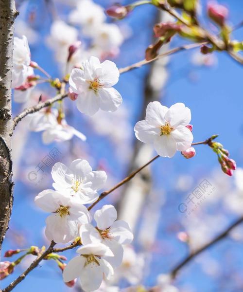 樱花（樱花的象征意义及对生肖的启示）