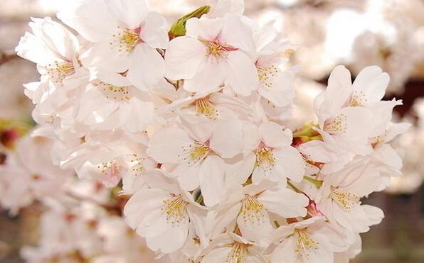 樱花的花语与传说（樱花的美丽与神秘）