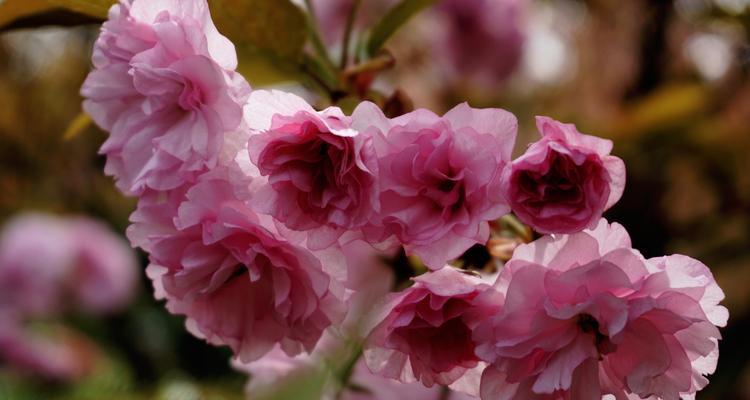 樱花的花语与传说（樱花的美丽与神秘）