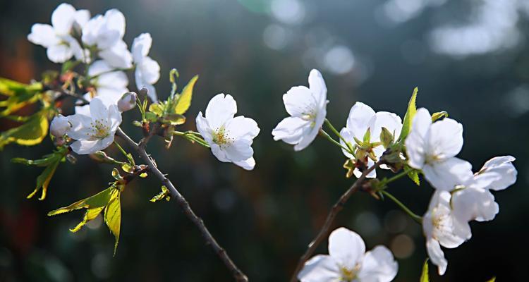 樱花的寓意与花语——美丽、短暂与希望（探寻樱花的含义）