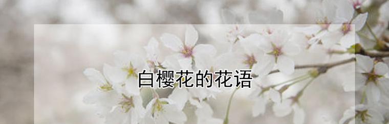 樱花的寓意与花语——美丽、短暂与希望（探寻樱花的含义）