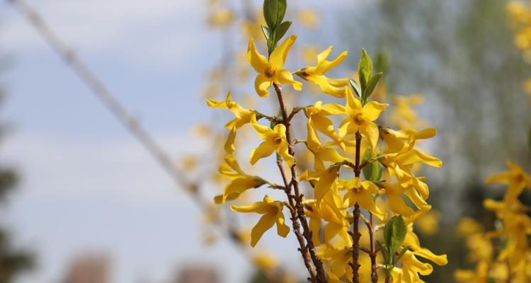 迎春花（迎春花的花语和传说）