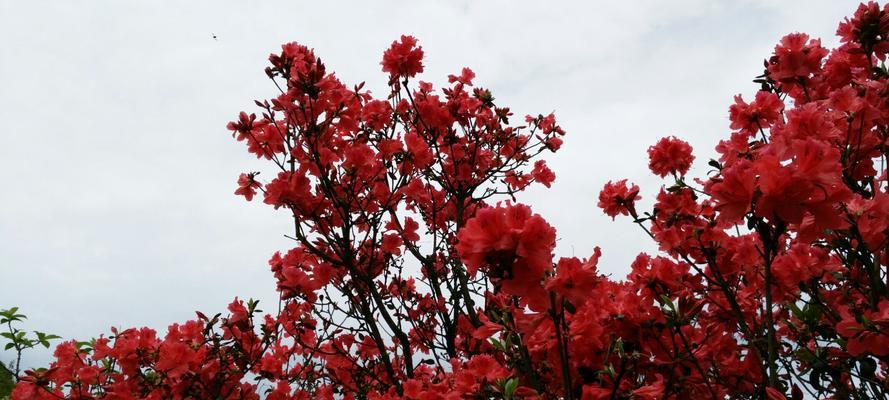 映山红的花语与寓意（映山红）