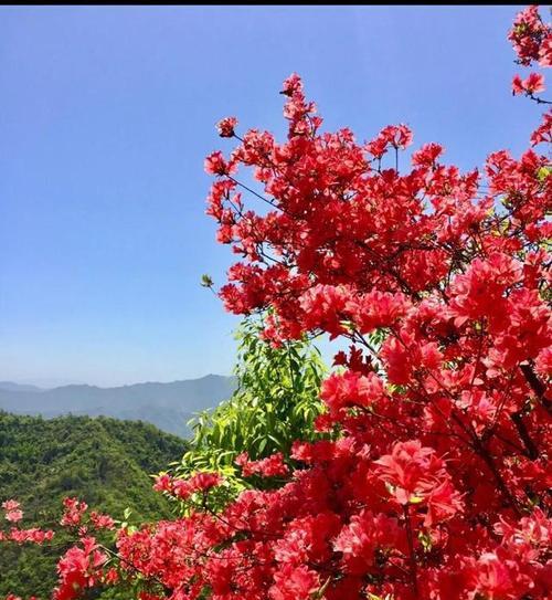 映山红的花语与寓意（映山红）