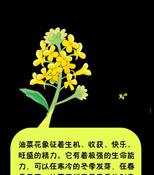 油菜花的花语和传说（传递希望和美丽的花朵）