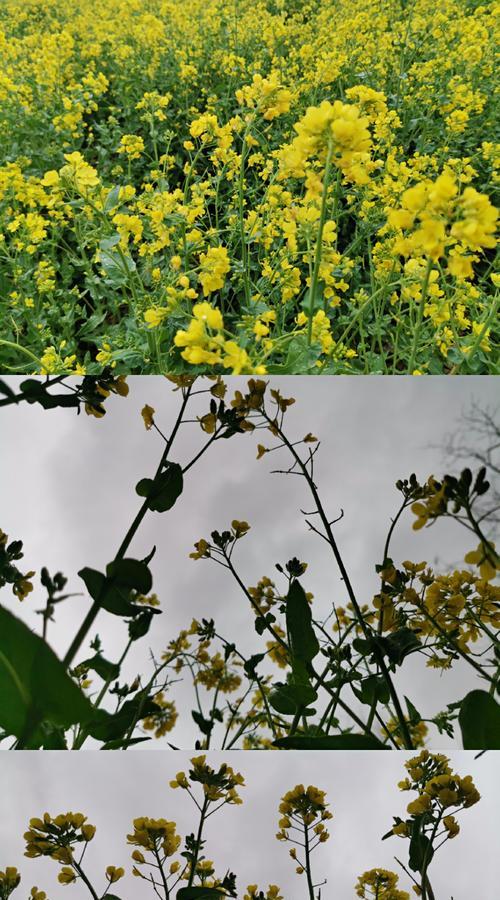 油菜花的花语和传说（传递希望和美丽的花朵）