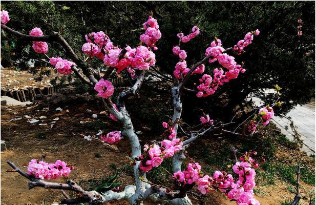 榆叶梅的花语及作用（探秘榆叶梅的花语）